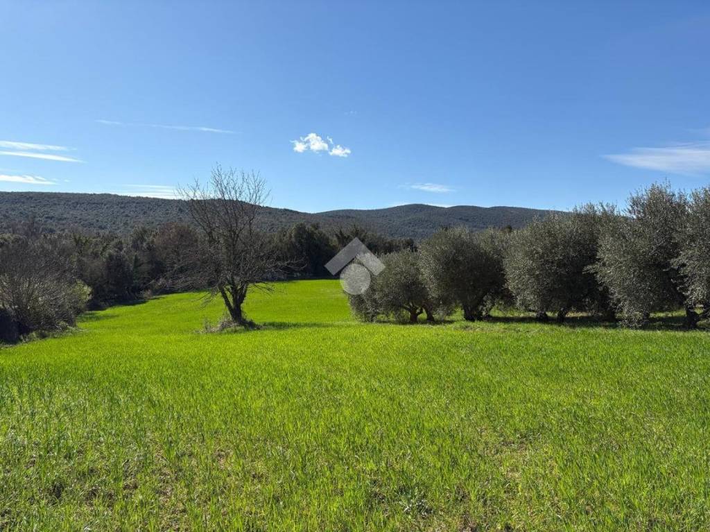 immagine annuncio 4 di 9