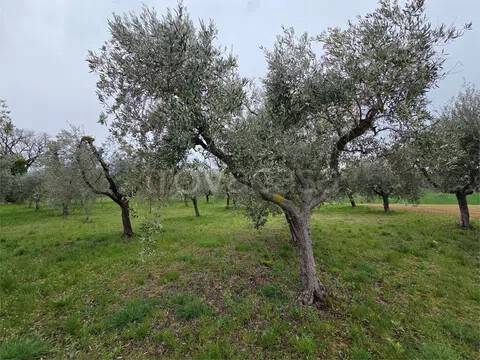 immagine annuncio 5 di 7