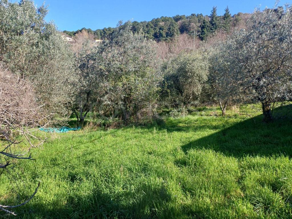 immagine annuncio 5 di 6