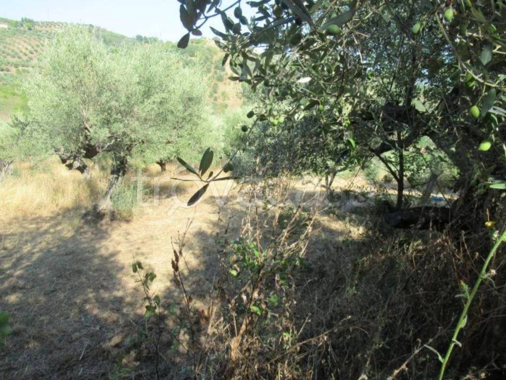 immagine annuncio 3 di 8