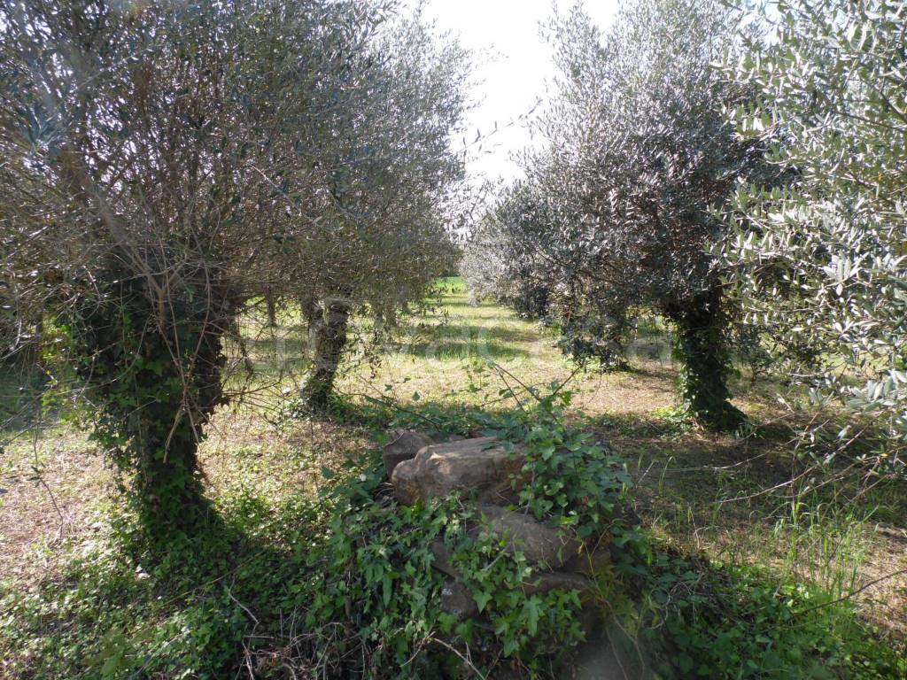 immagine annuncio 7 di 12
