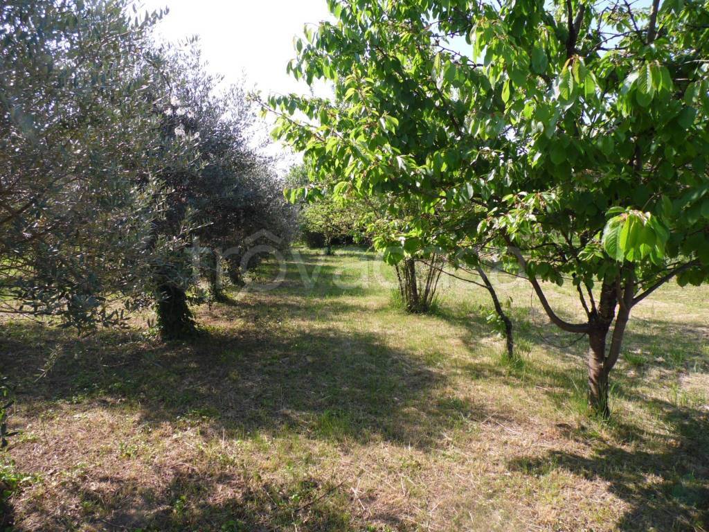 immagine annuncio 8 di 12