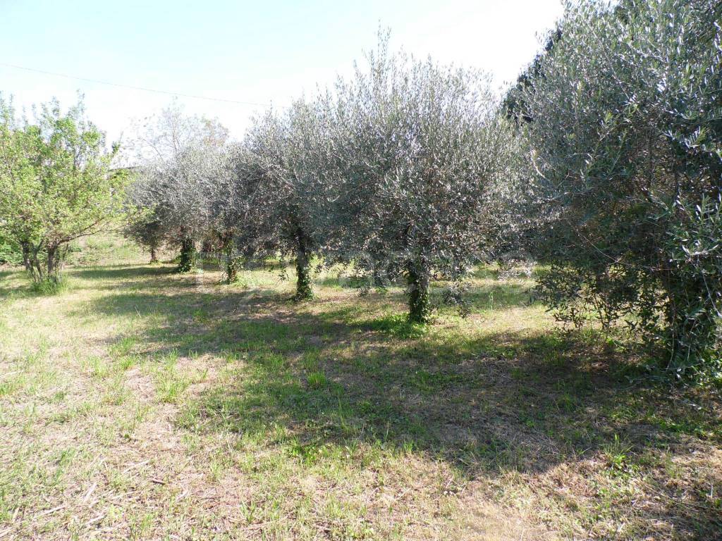immagine annuncio 4 di 12