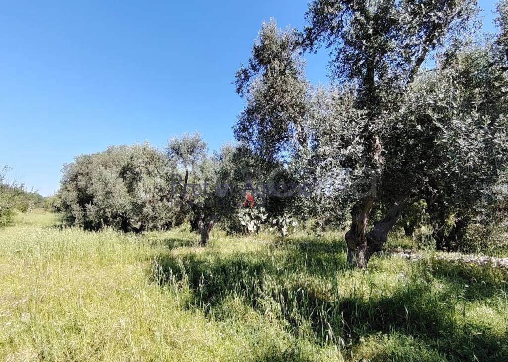 immagine annuncio 7 di 11