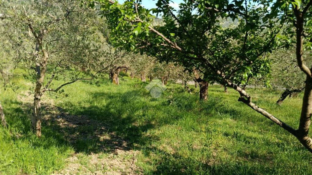 immagine annuncio 6 di 9