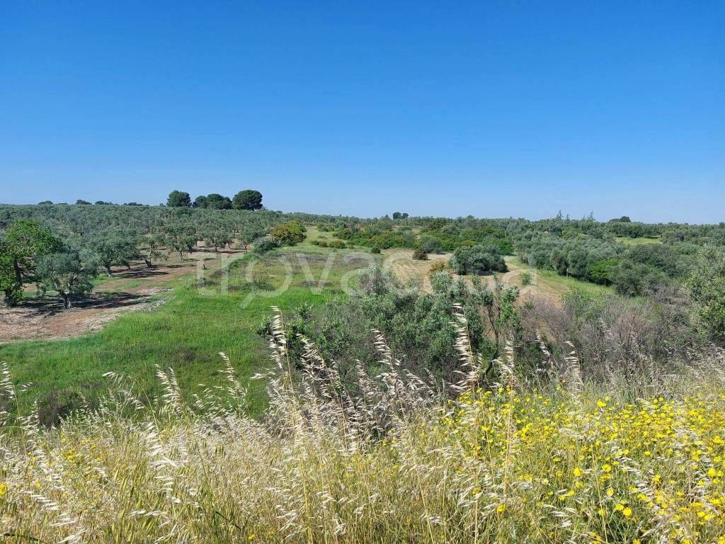 immagine annuncio 4 di 6