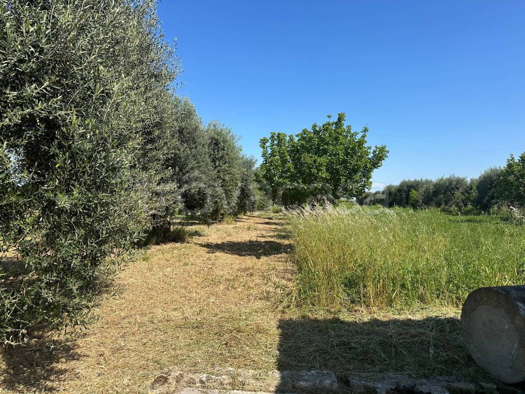 immagine annuncio 7 di 12