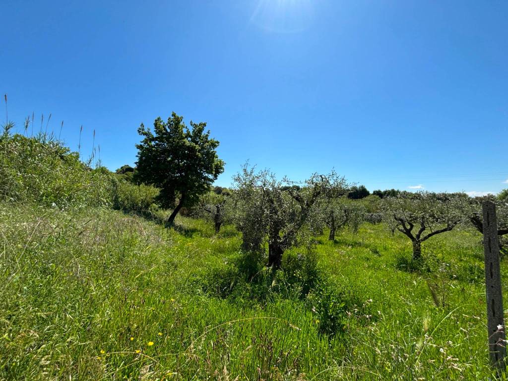 immagine annuncio 3 di 6