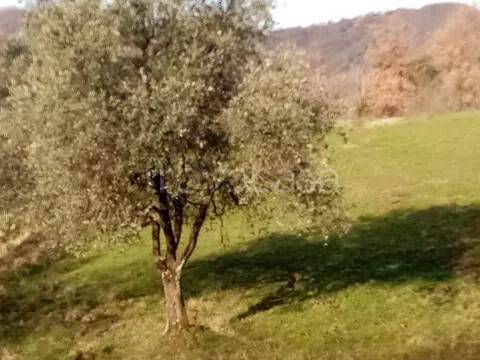 immagine annuncio 7 di 12