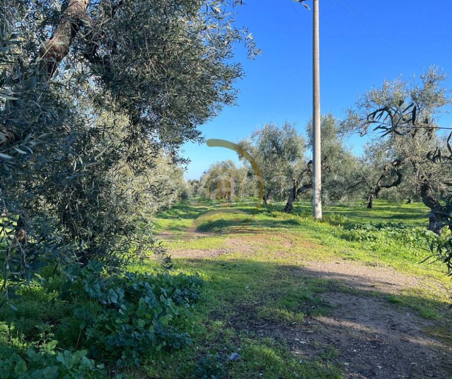 immagine annuncio 3 di 6