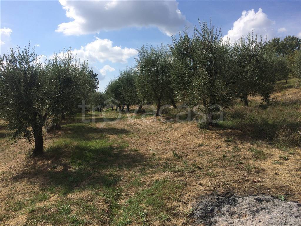 immagine annuncio 7 di 8