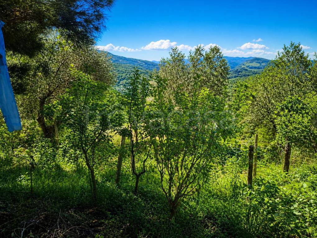 immagine annuncio 9 di 14