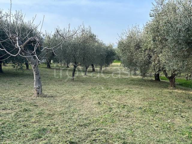 immagine annuncio 4 di 9