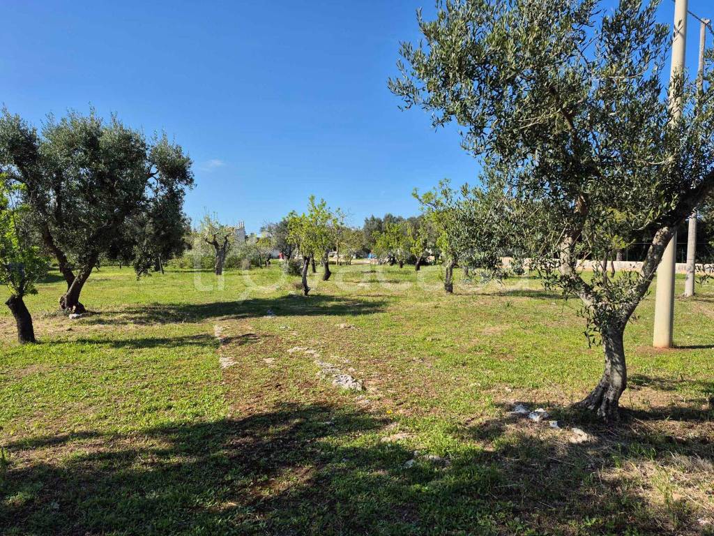 immagine annuncio 1 di 4