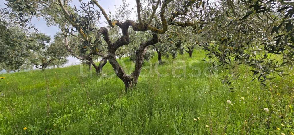 immagine annuncio 3 di 8