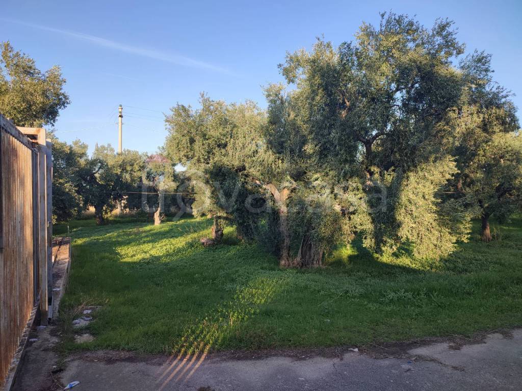 immagine annuncio 4 di 8