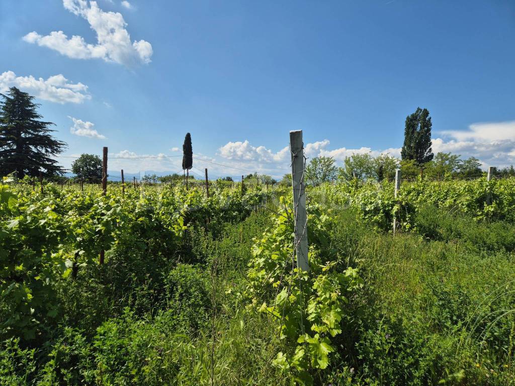 immagine annuncio 1 di 10