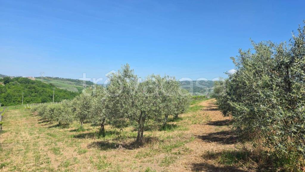 immagine annuncio 9 di 13