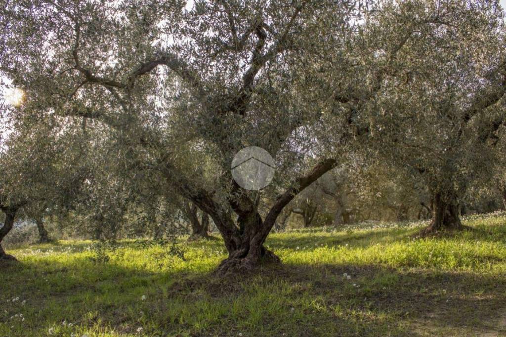 immagine annuncio 7 di 11