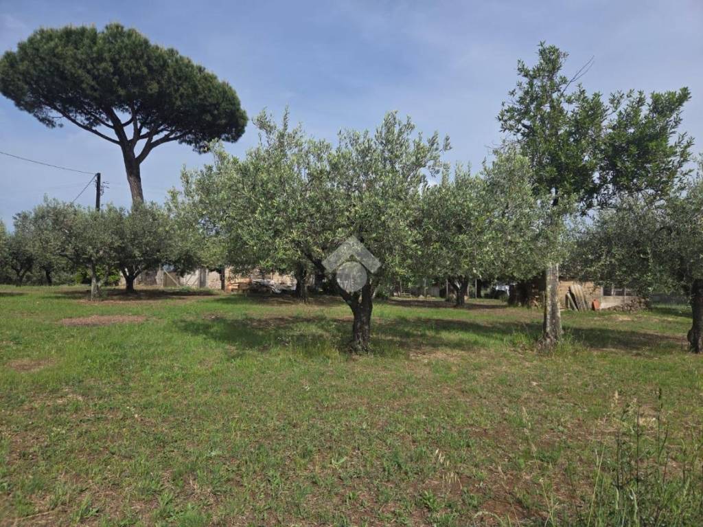 immagine annuncio 9 di 12
