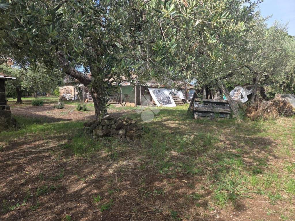 immagine annuncio 10 di 12