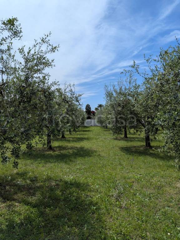 immagine annuncio 5 di 7