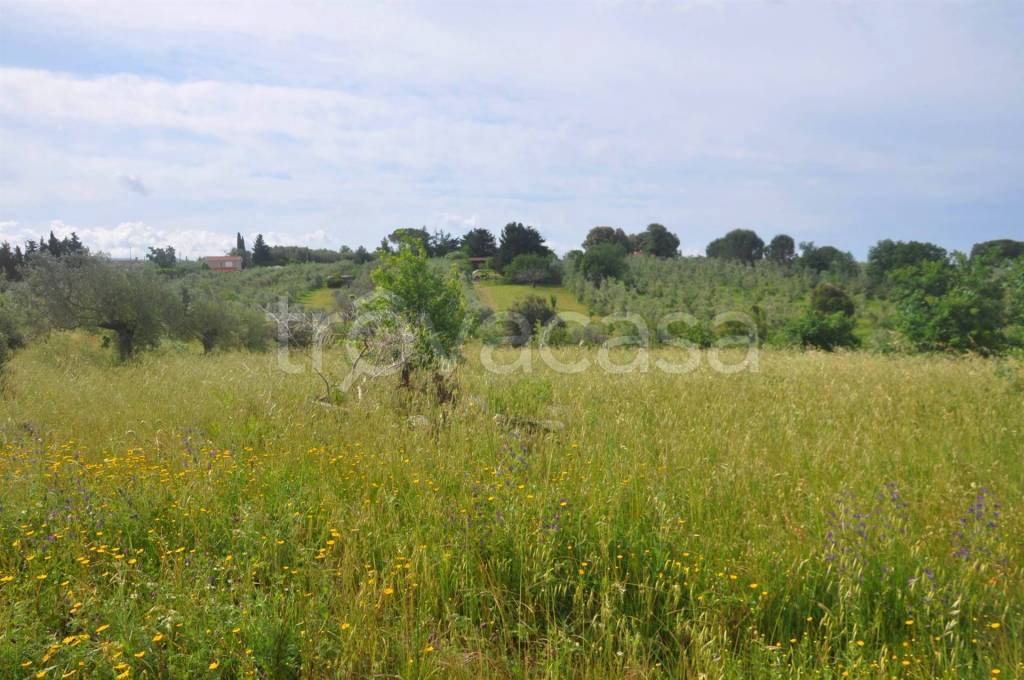 immagine annuncio 3 di 11