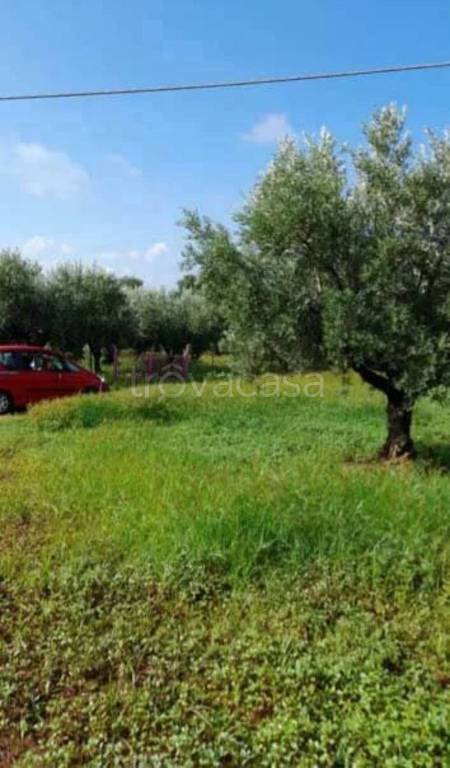 immagine annuncio 4 di 12