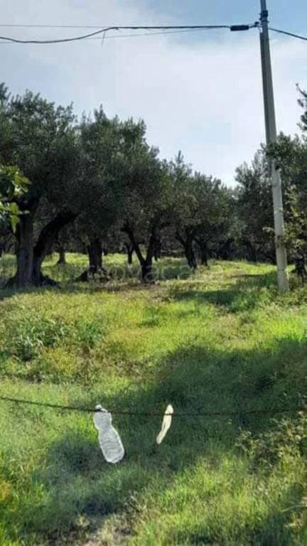 immagine annuncio 9 di 12