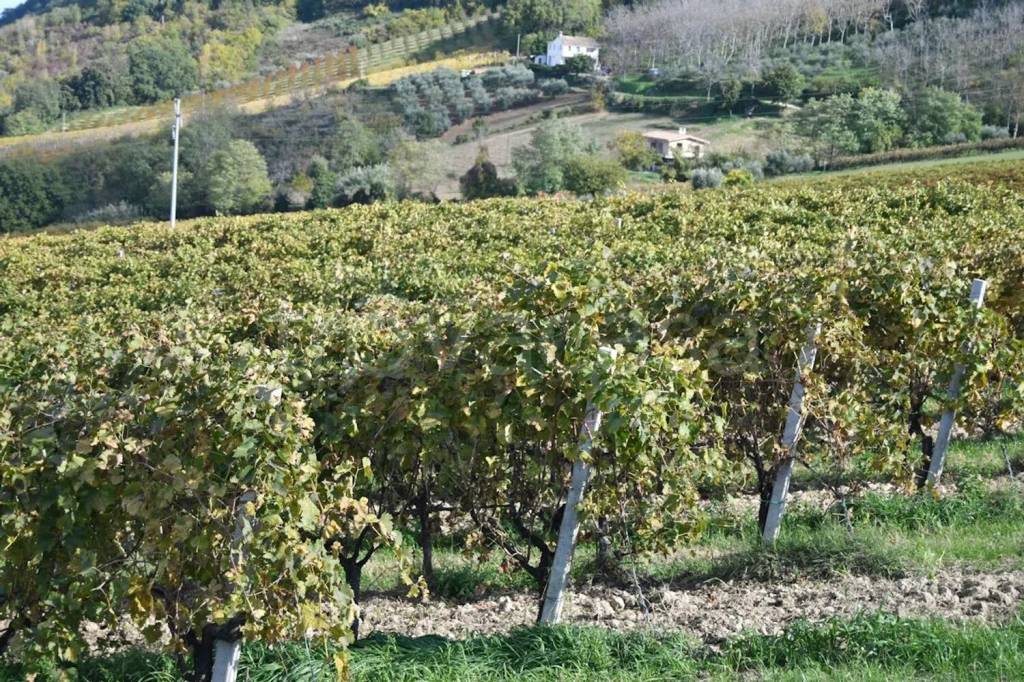 immagine annuncio 4 di 12