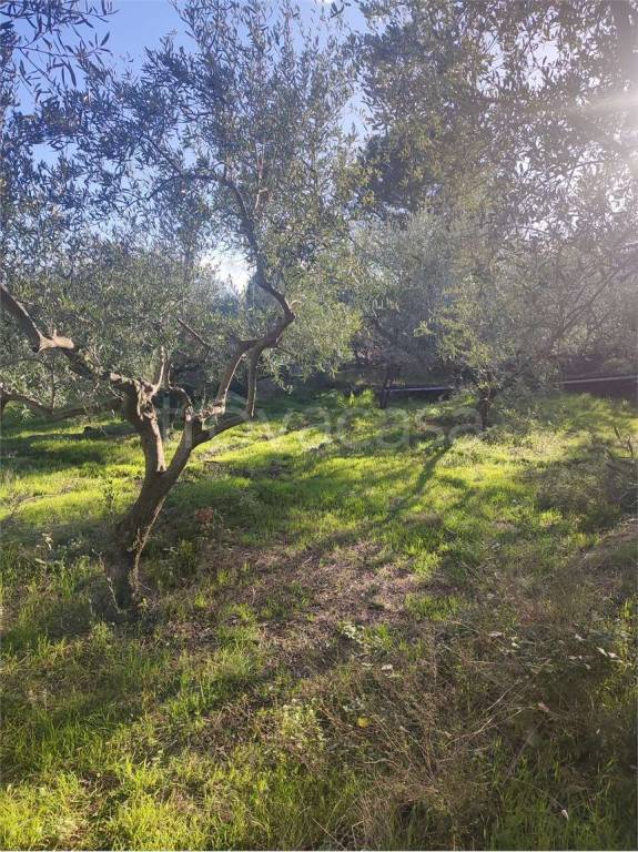 immagine annuncio 3 di 12