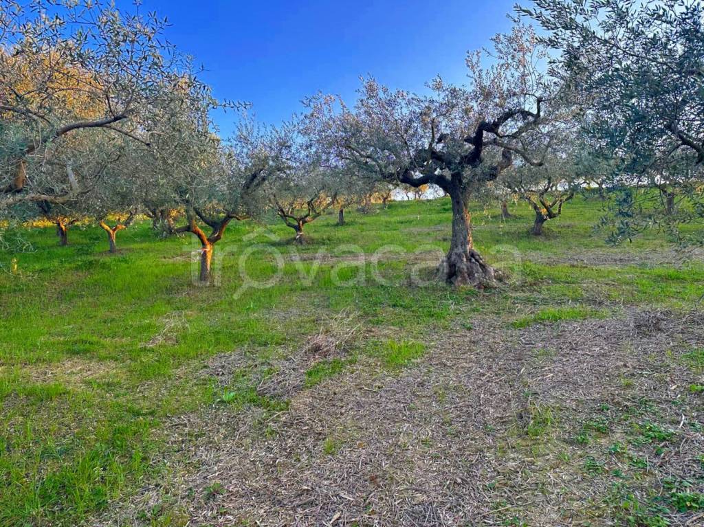 immagine annuncio 4 di 9