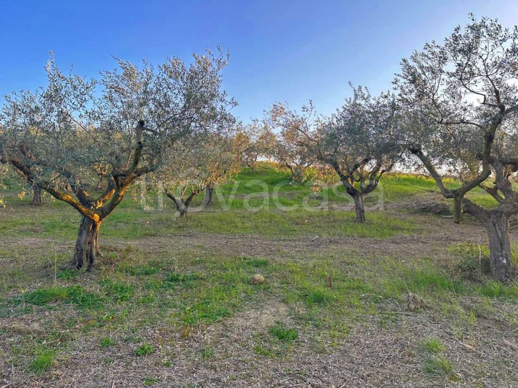 immagine annuncio 5 di 9