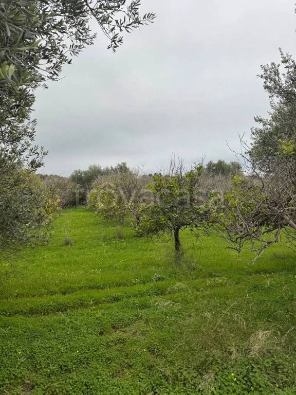immagine annuncio 3 di 7