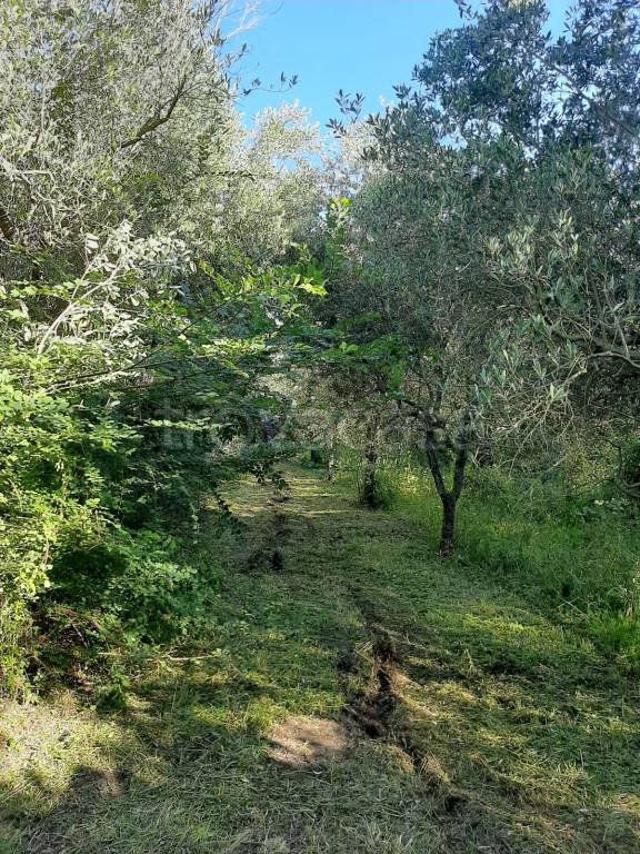 immagine annuncio 6 di 7