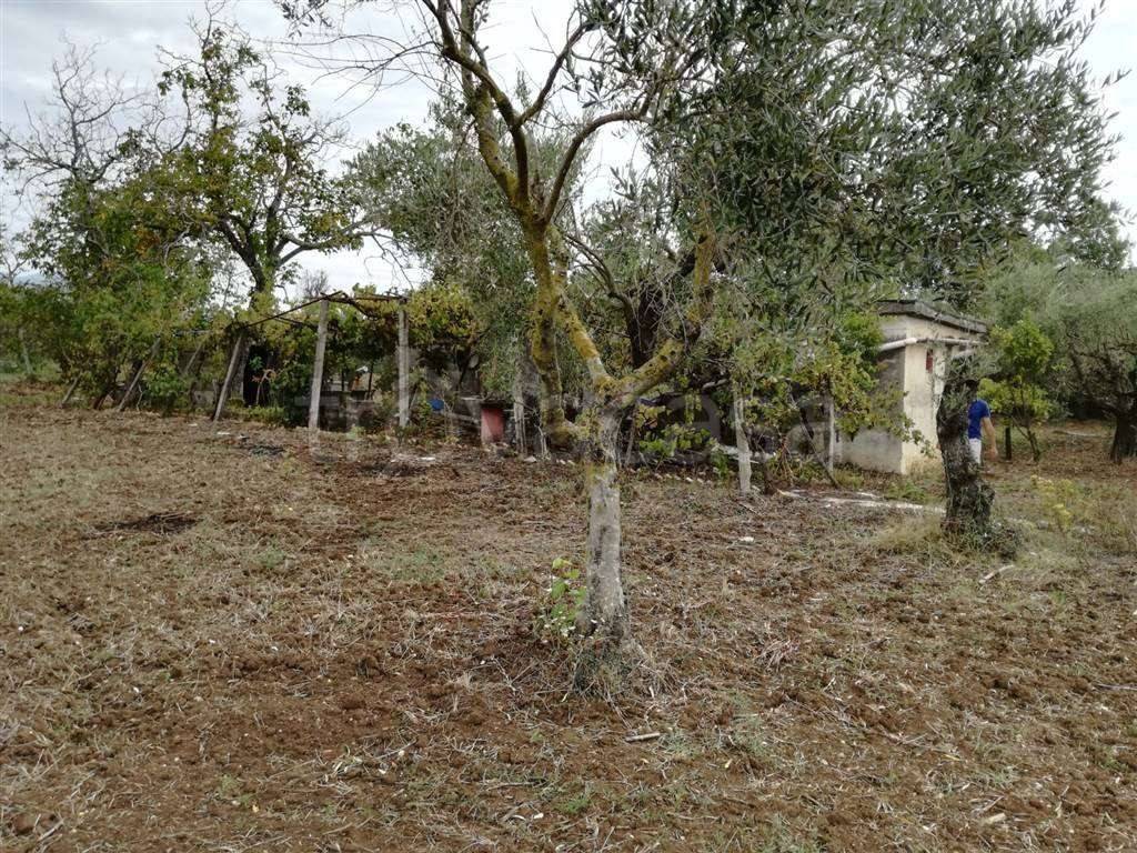 immagine annuncio 2 di 8