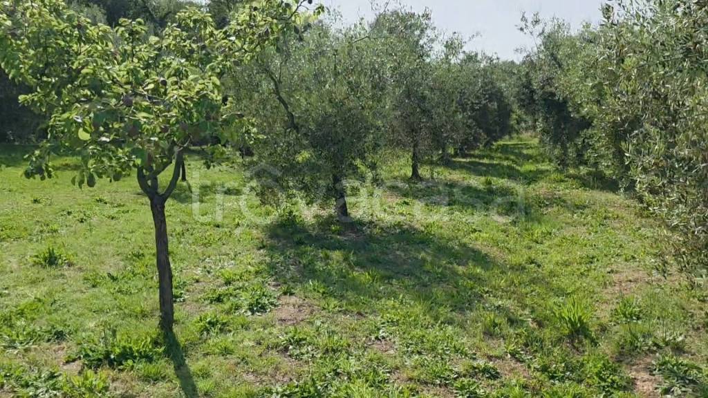 immagine annuncio 9 di 13
