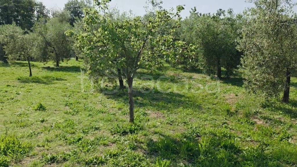 immagine annuncio 11 di 13