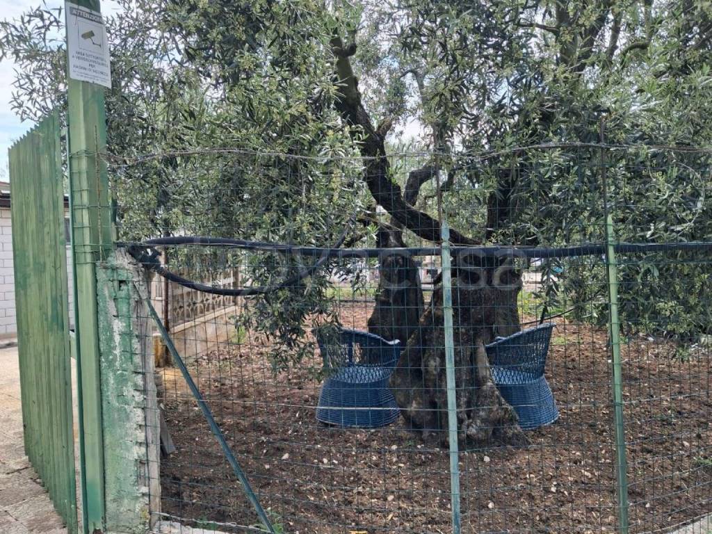 immagine annuncio 8 di 11