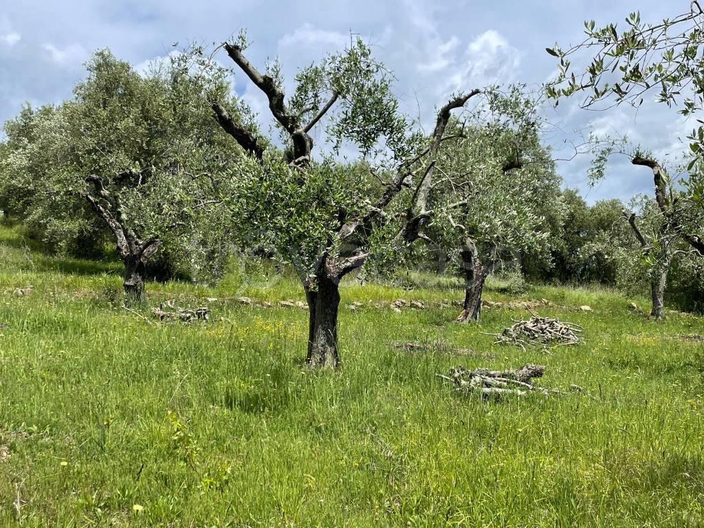 immagine annuncio 2 di 6