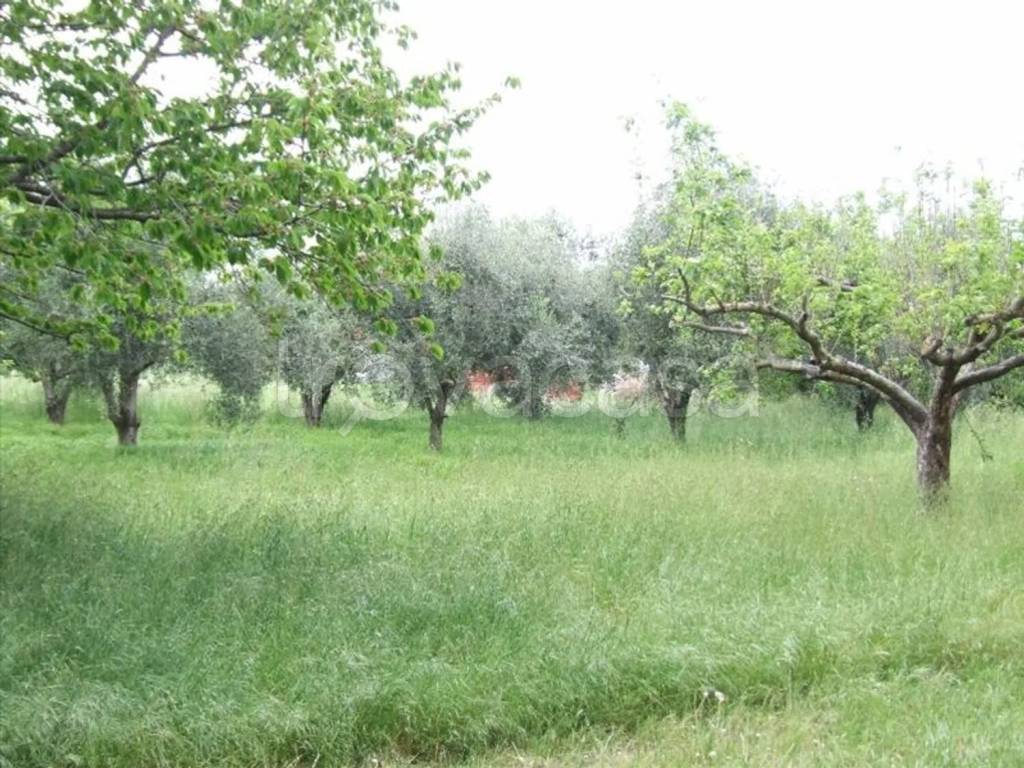 immagine annuncio 7 di 8