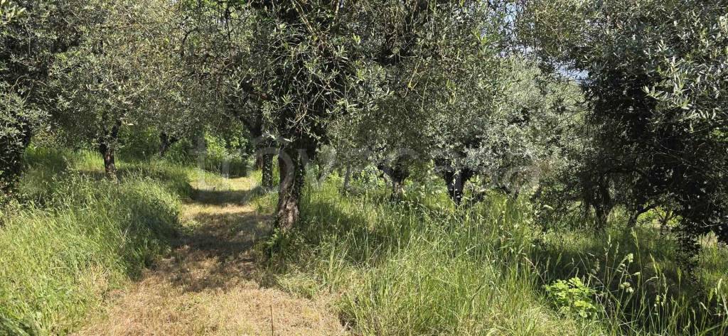 immagine annuncio 2 di 6