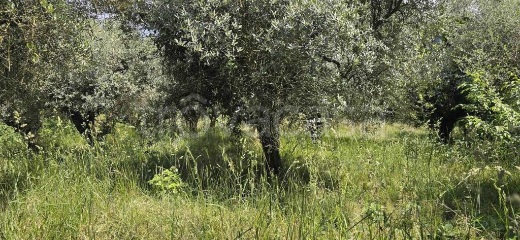 immagine annuncio 4 di 6