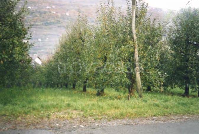 immagine annuncio 5 di 9
