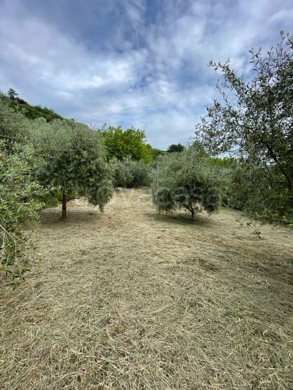 immagine annuncio 3 di 14