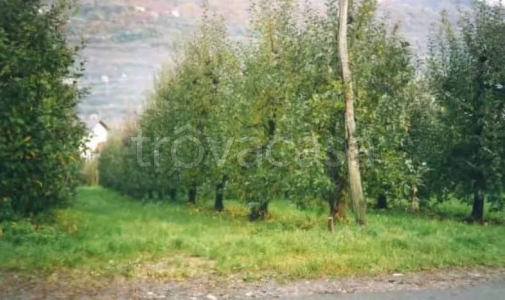 immagine annuncio 4 di 7