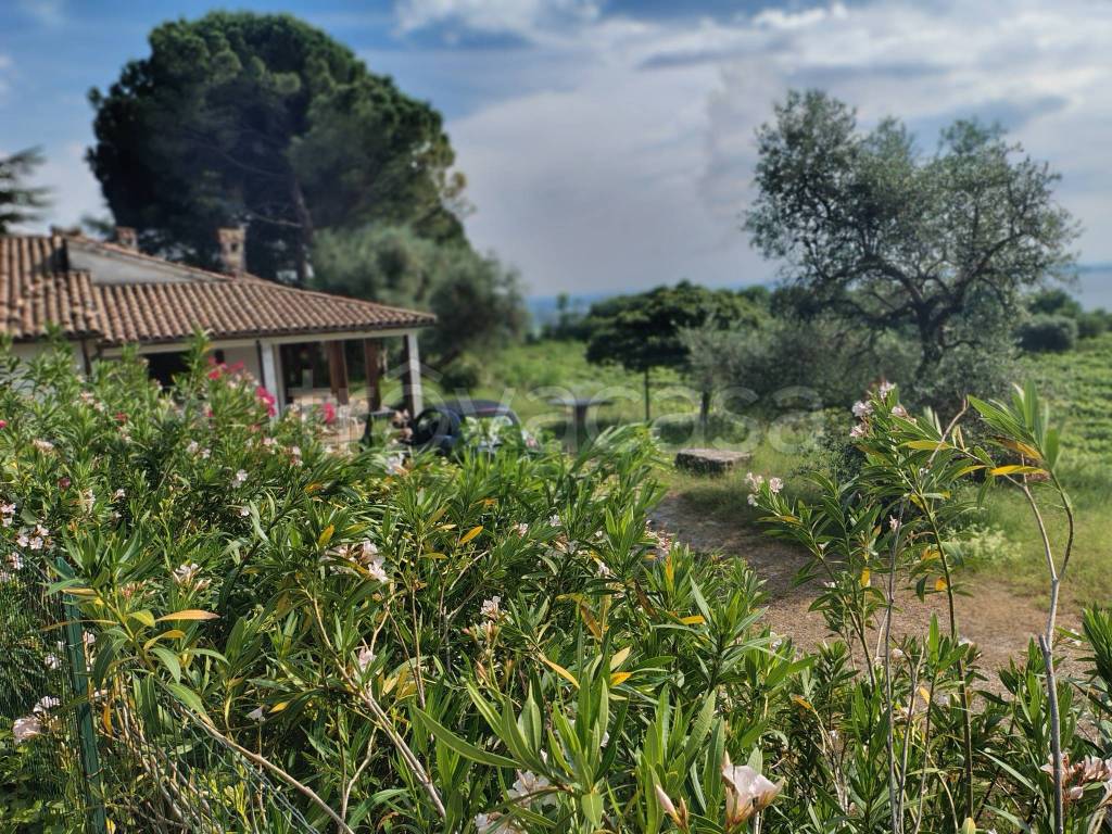 immagine annuncio 2 di 12