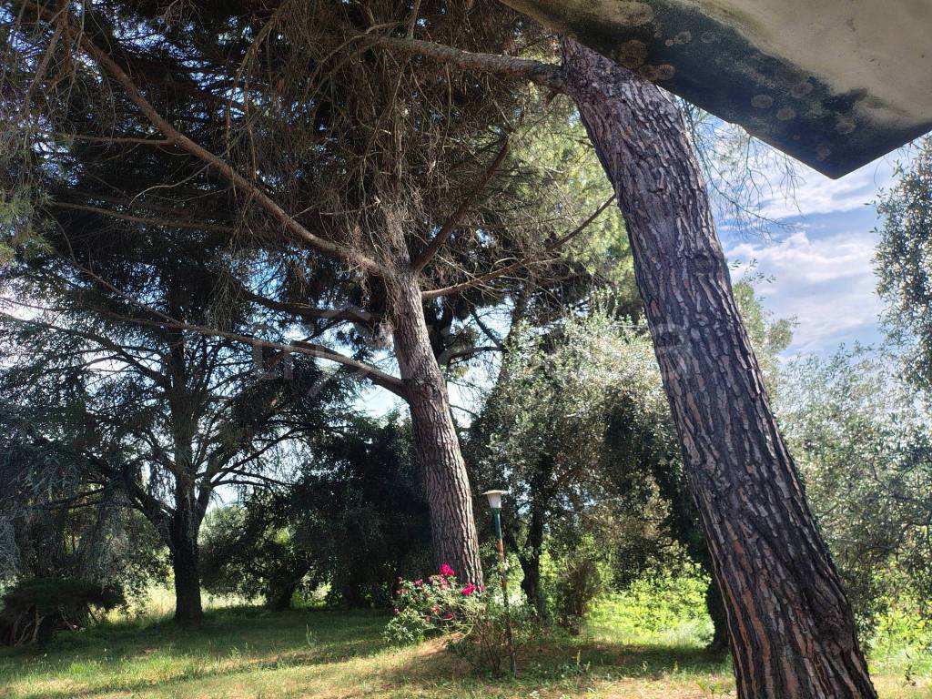 immagine annuncio 10 di 12