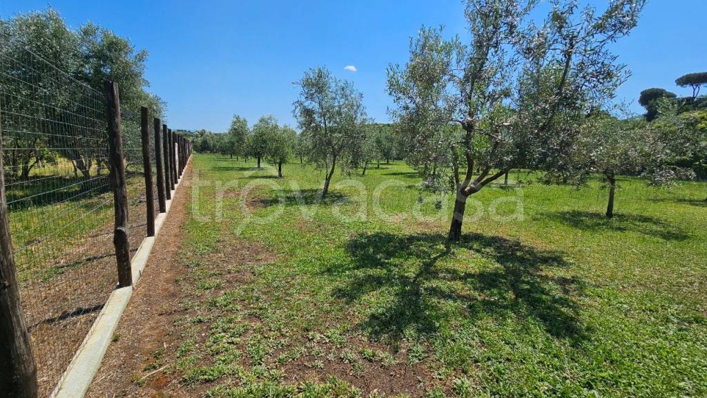 immagine annuncio 7 di 12