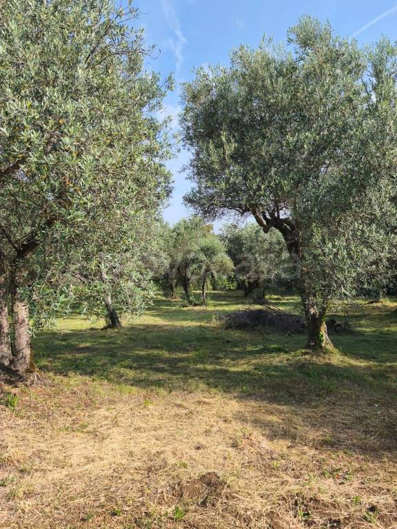 immagine annuncio 5 di 11